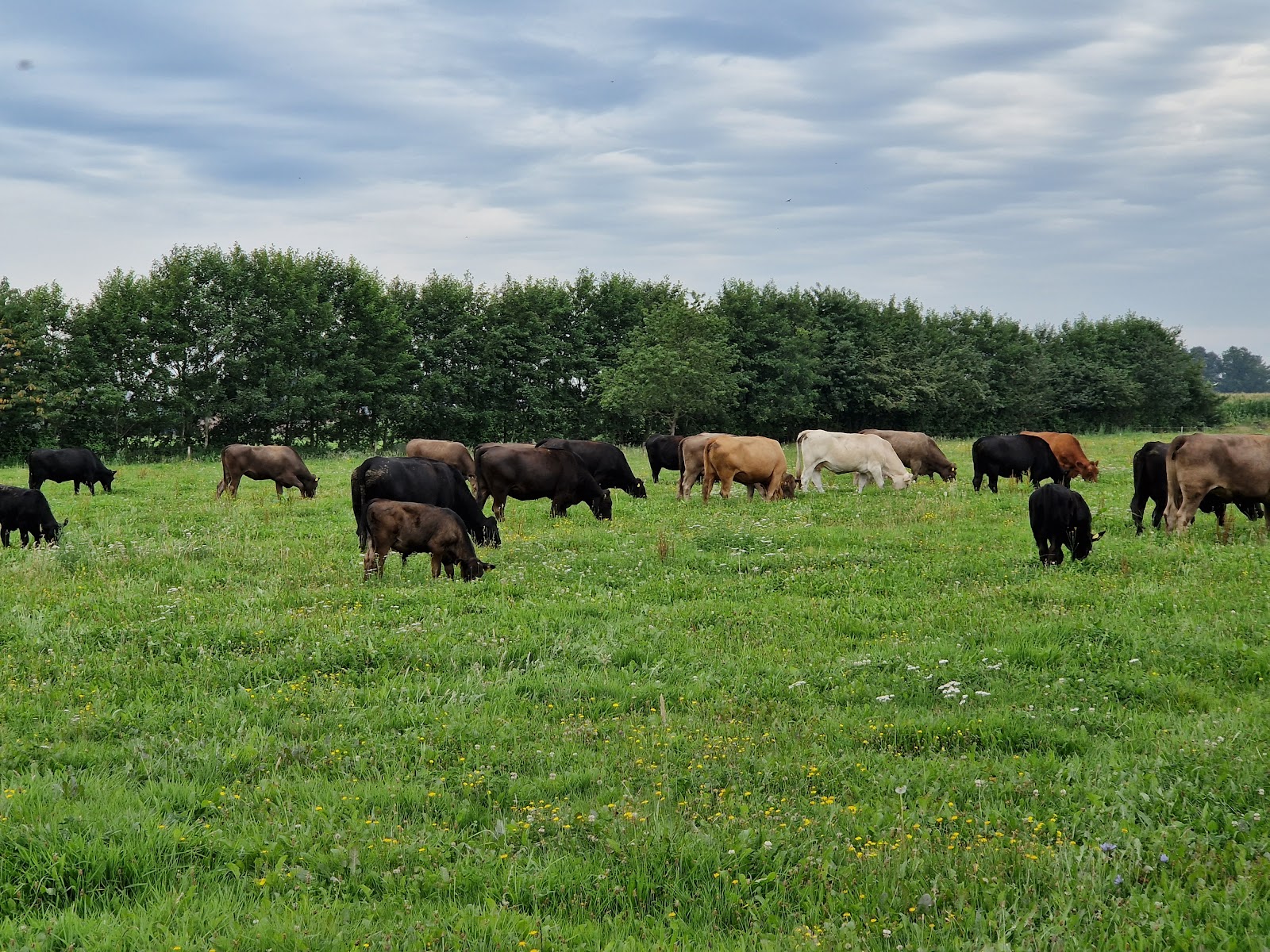 Biologische boerderij 't Schop — foto 2