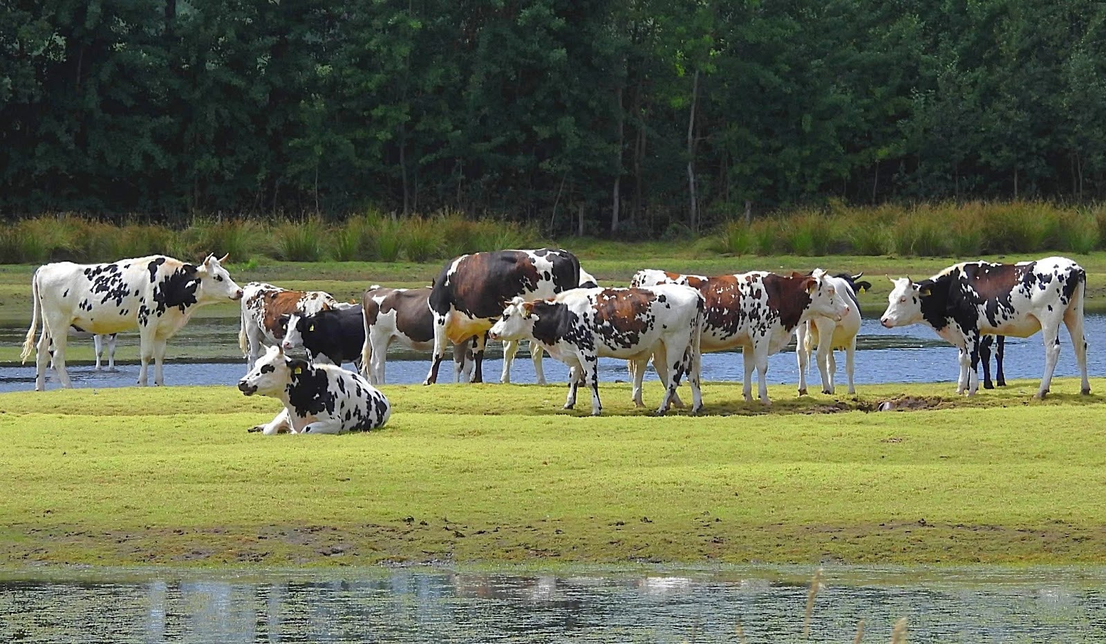 Melktap Biologische melkveehouderij Doortjeshoeve — foto 2
