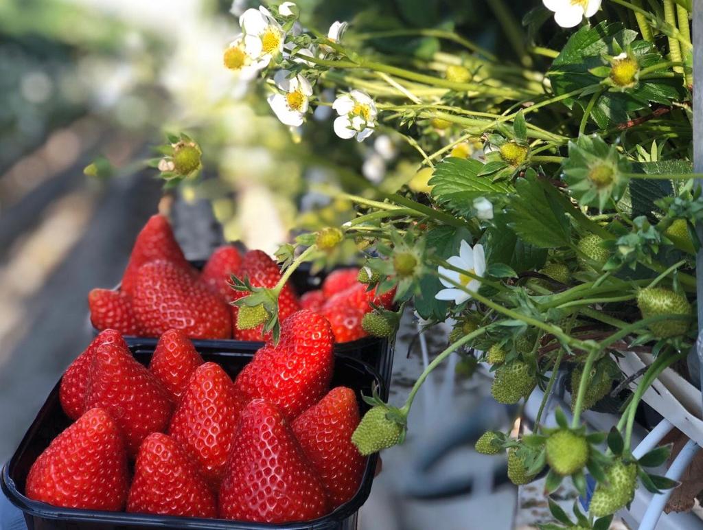 Aardbeienautomaat (Vermeulen Zachtfruit) — foto 2
