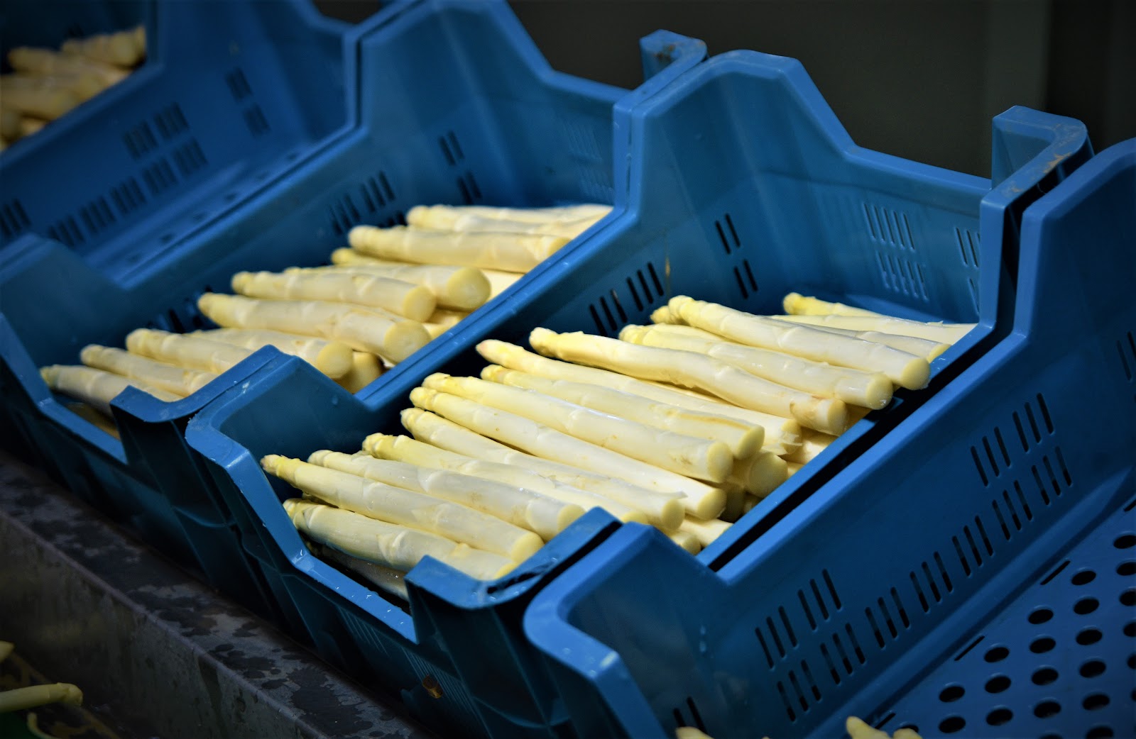 Vers automaat Aspergekwekerij Vissers — foto 3