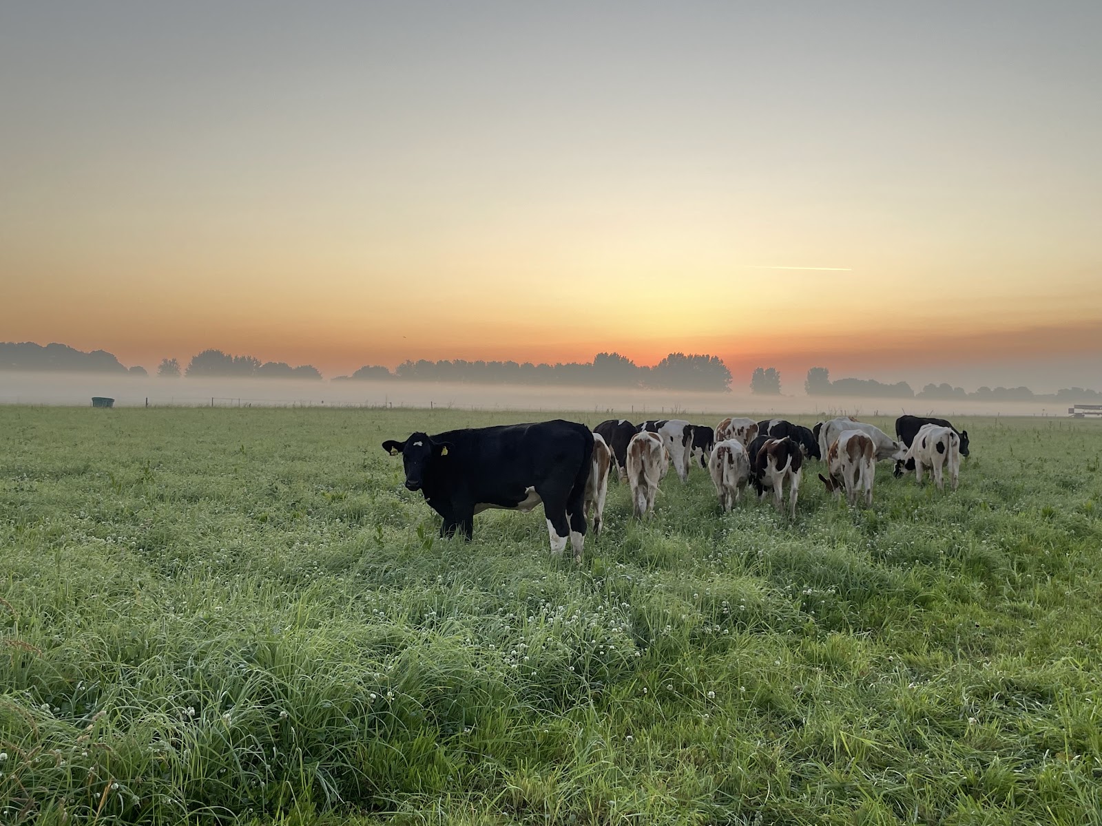 Bio boerderij de Jong Melktap — foto 2