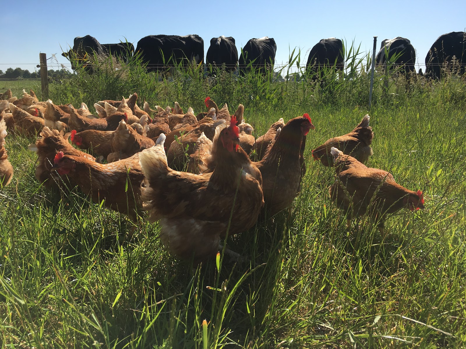 Bio boerderij de Jong Melktap — foto 4