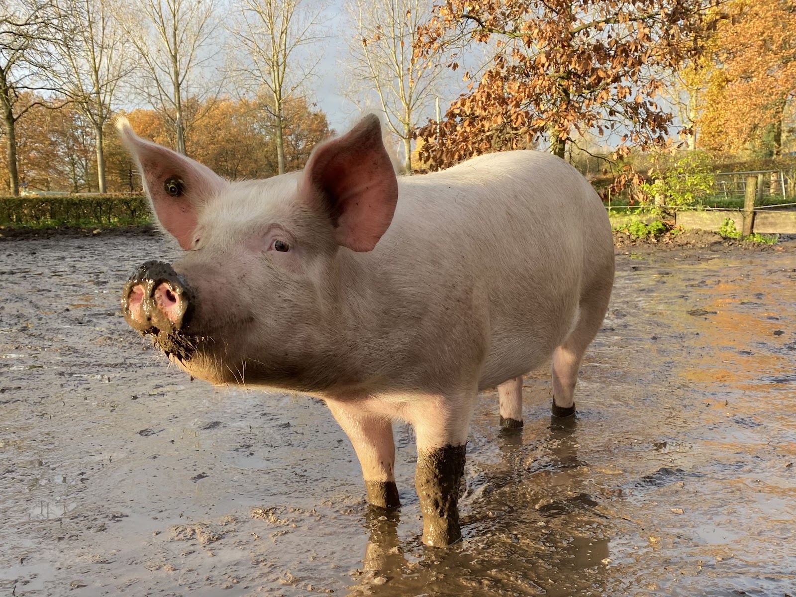 De Genneper Hoeve — foto 2