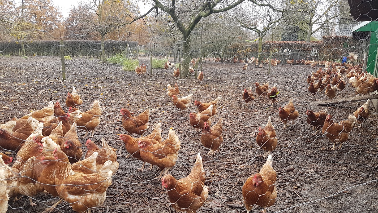 De Genneper Hoeve — foto 5