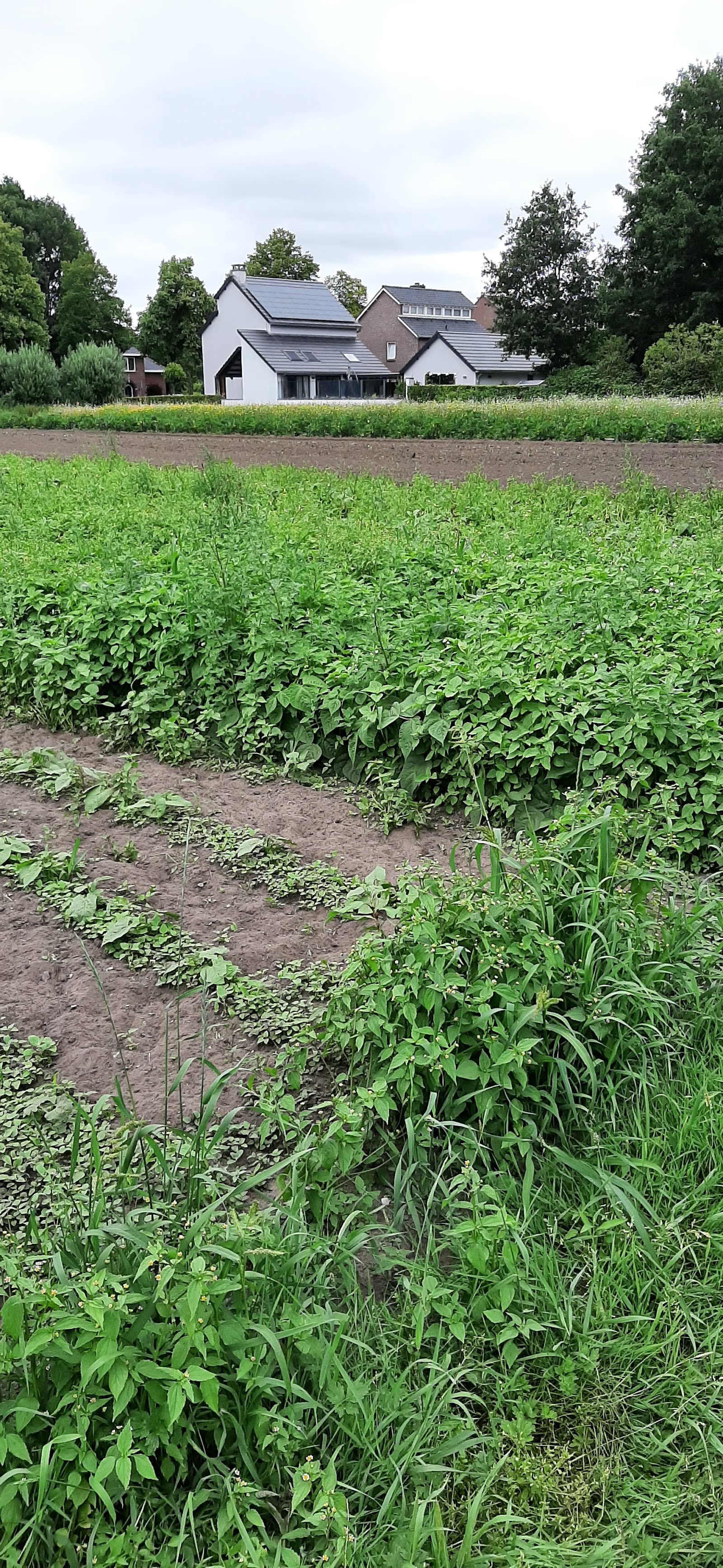 Biologisch Tuinbouwbedrijf de Twee Linden — foto 4