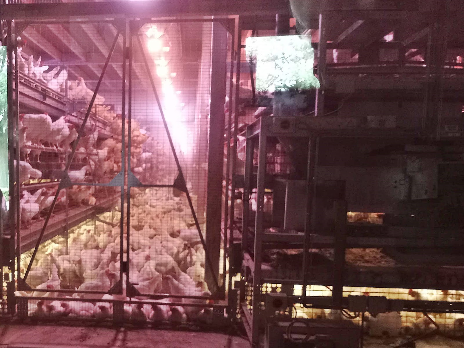 Duis Scharrelfarm — foto 2