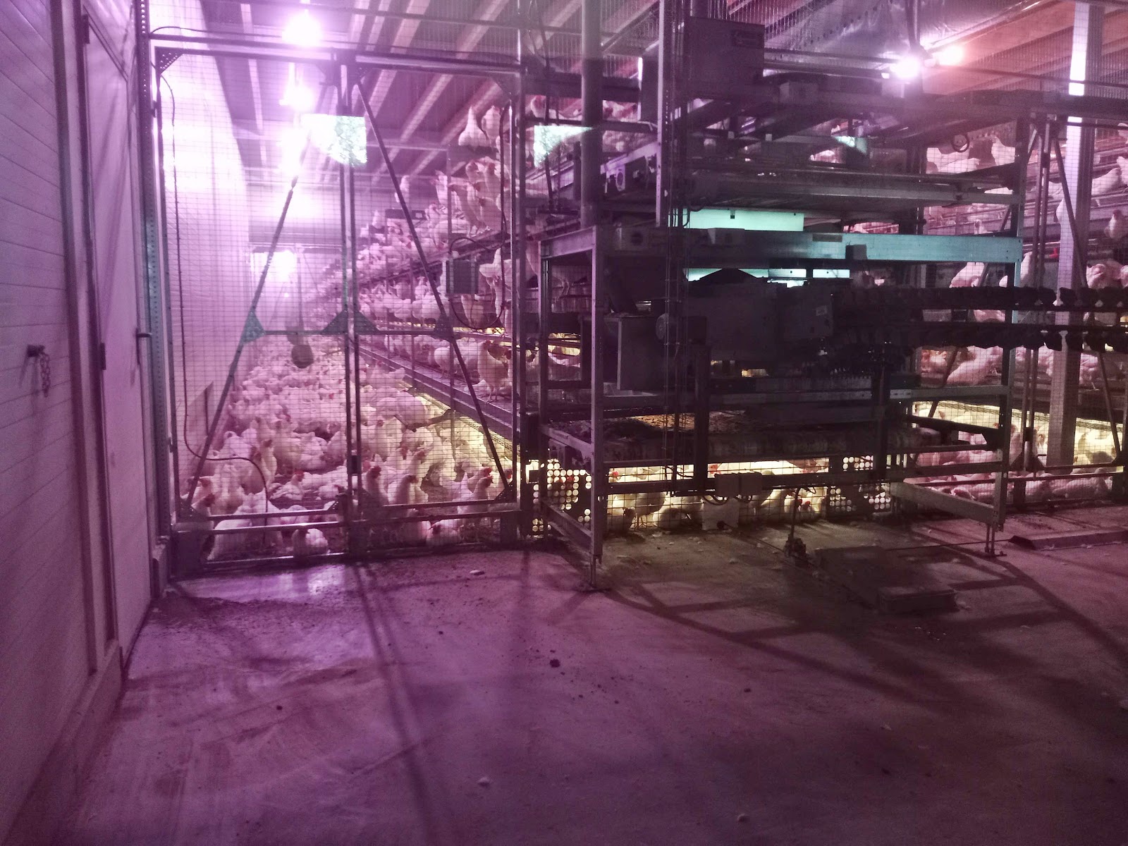 Duis Scharrelfarm — foto 4