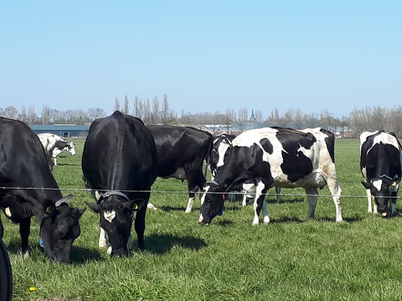Veelon Melkvee & Melktap — foto 5