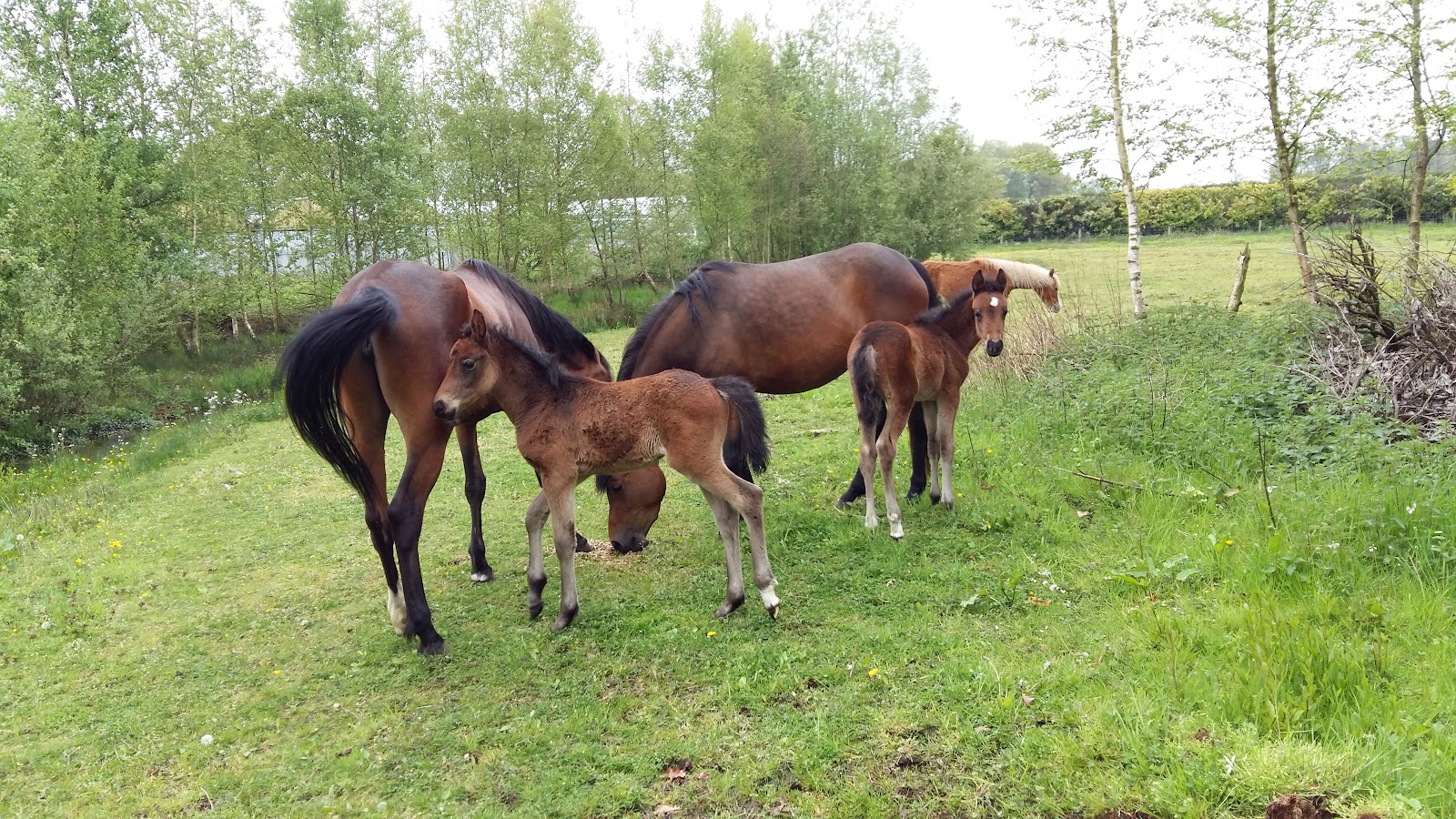 Aardbeienkwekerij Lavrijsen B.v. — foto 2