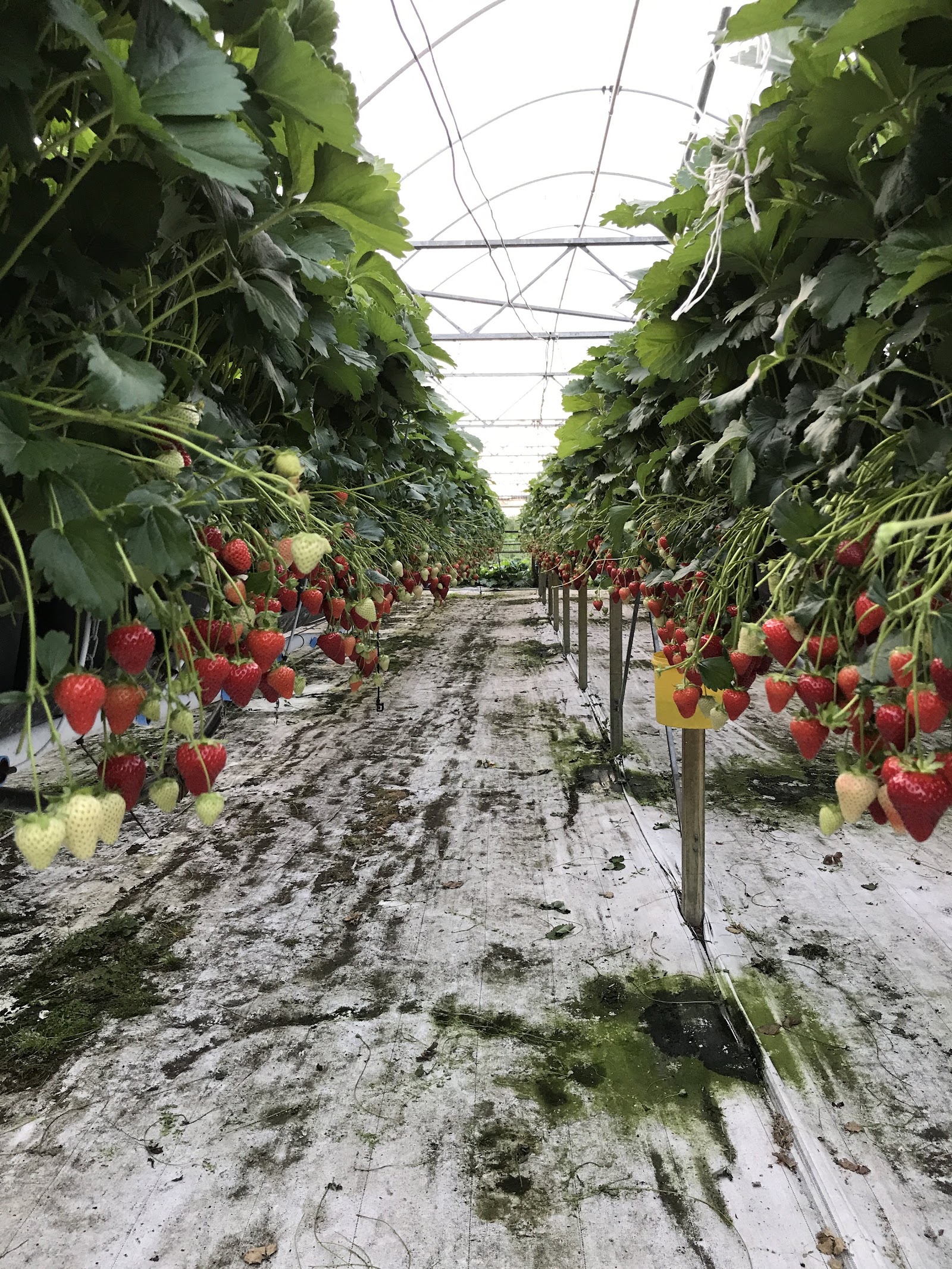 Boerderij automaat Breda — foto 3