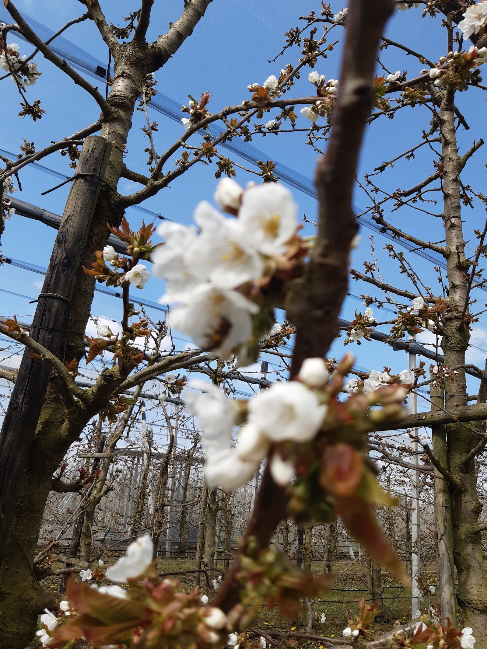 Roks Fruitteler L P — foto 3