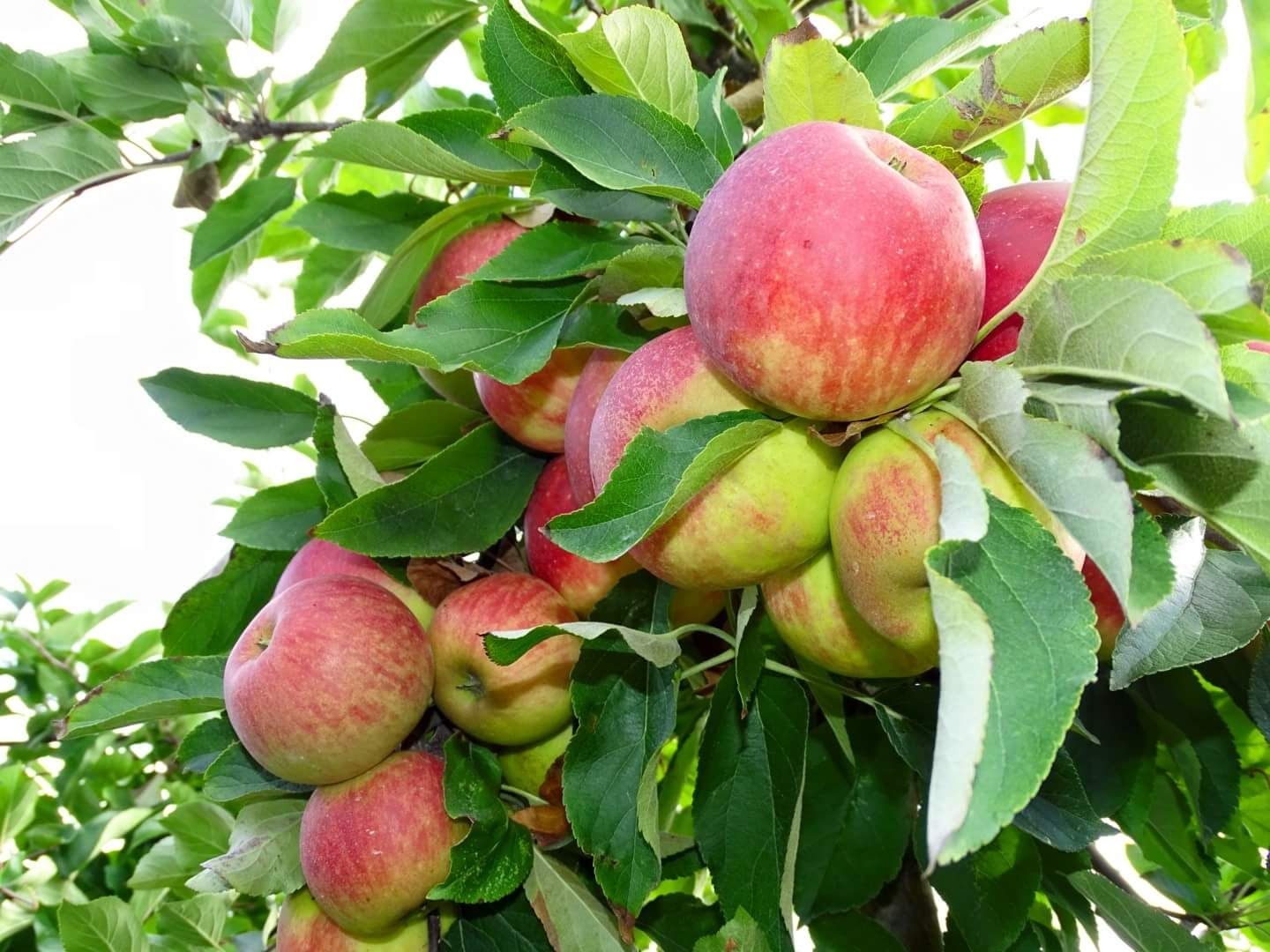 Roks Fruitteler L P — foto 4