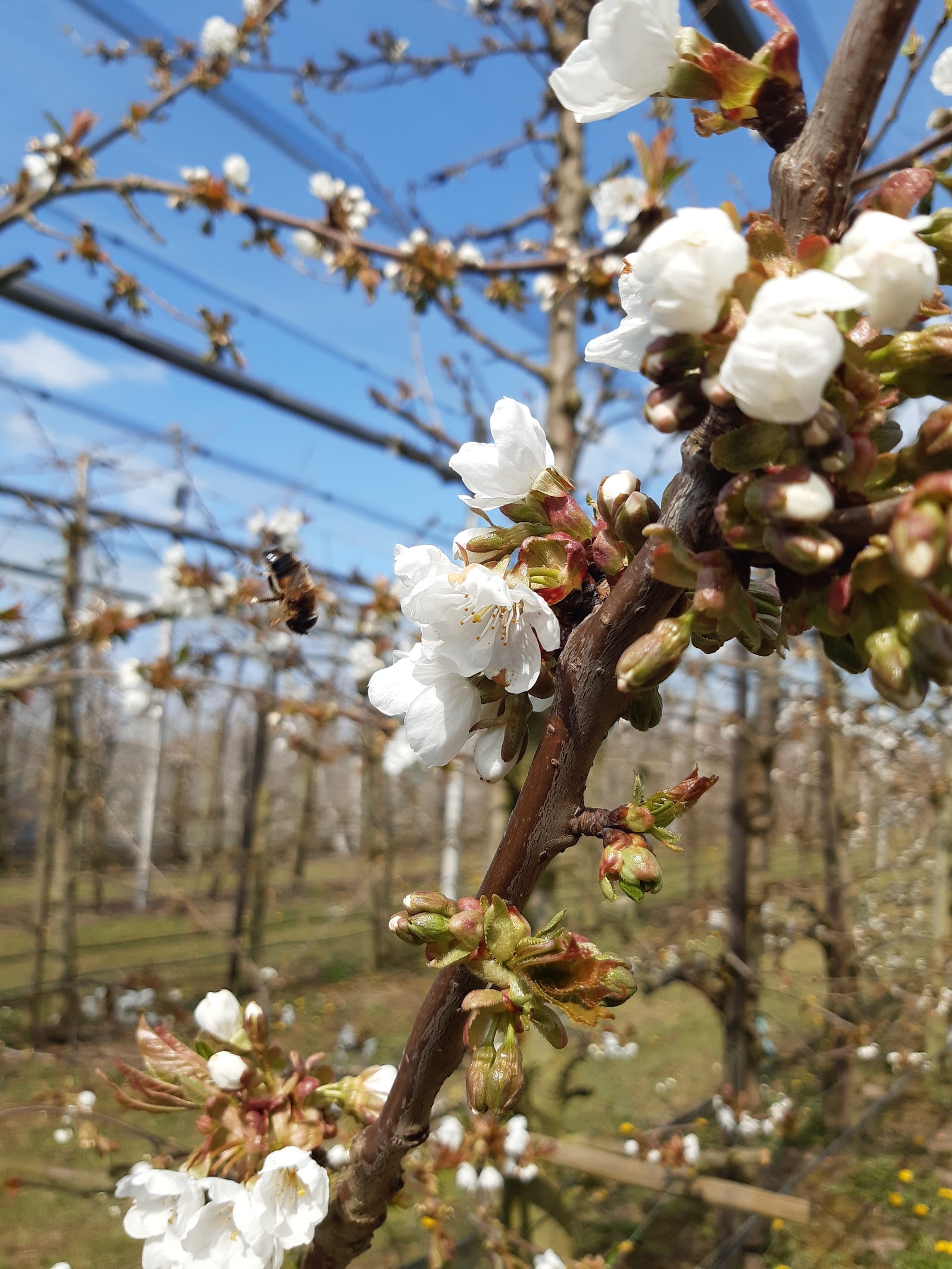 Roks Fruitteler L P — foto 5
